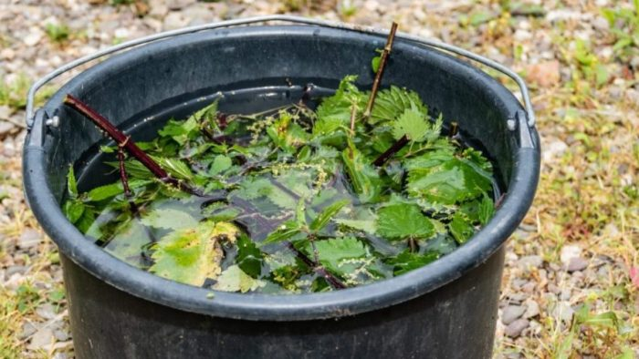 Macerado de ortiga: cómo preparar y utilizar el fertilizante y antiparasitario más potente