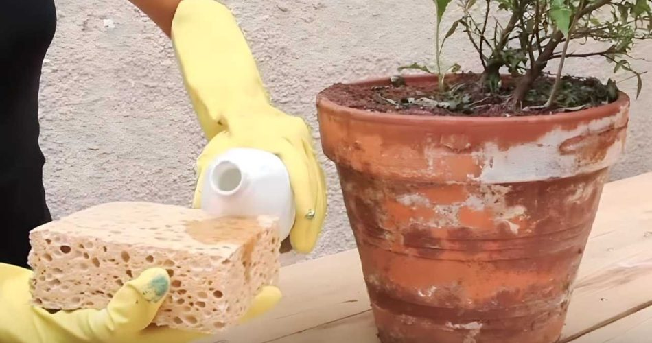 Manchas blancas en las vasijas de terracota, cómo hacerlas desaparecer: la solución
