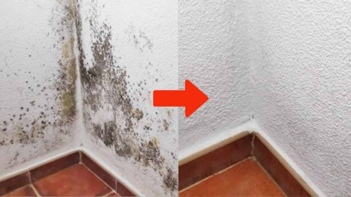 Moho en las paredes de casa, la solución más rápida y eficaz para eliminarlo inmediatamente