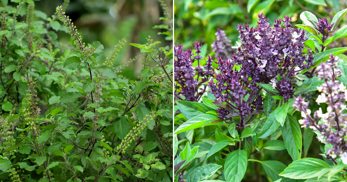 No Deseches las Flores de tu Albahaca: Aquí Tienes 8 Maneras de Usarlas