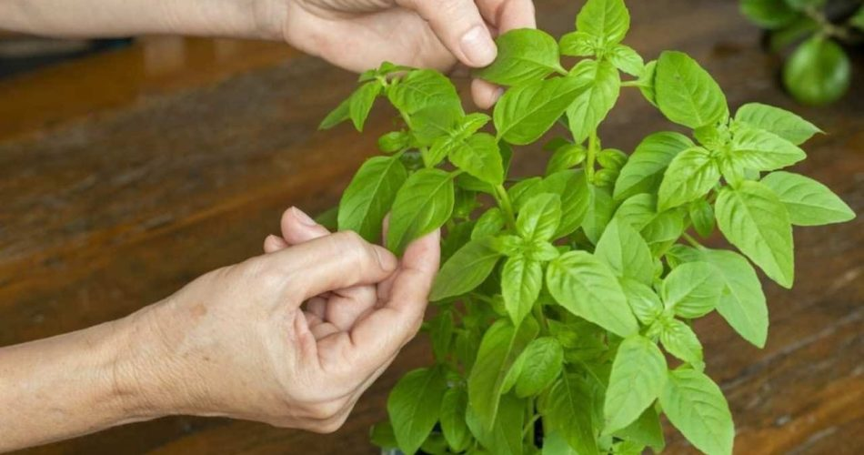 Nunca arranques las hojas de la planta de albahaca de esta manera: la matarás al instante