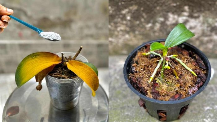 Orquídea marchita y moribunda, basta una cucharada para revivirla al instante