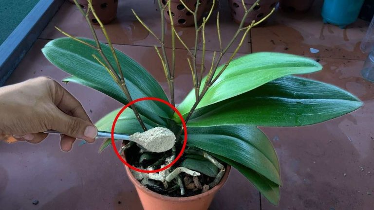 Para cada planta solo se necesita una cucharadita: hará que todo florezca de manera brillante