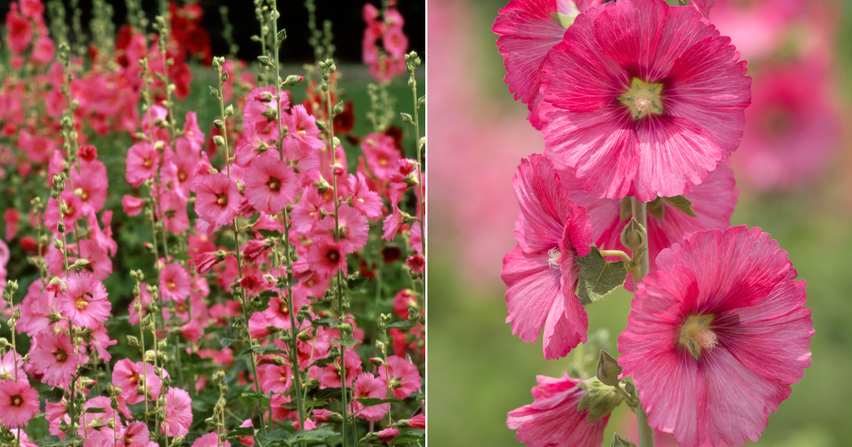 Por Qué Deberías Cultivar Malvarrosas en Tu Jardín y Cómo Comer Cada Parte de Esta Planta