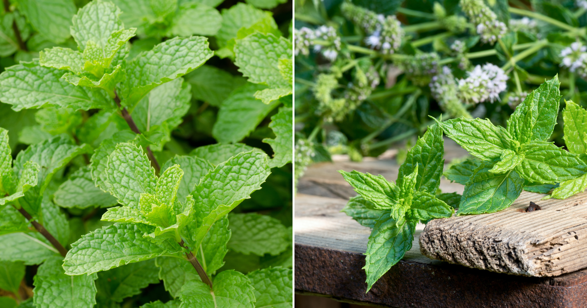 Por Qué Deberías Poner Una Planta de Menta en Tu Entrada