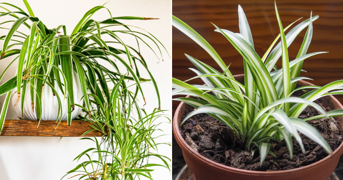 Por Qué Todos Deberían Tener una Planta de Araña en Casa: 8 Razones