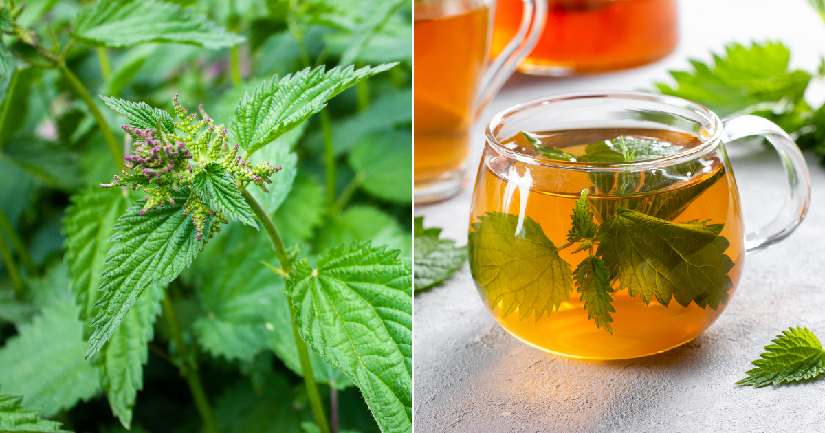 Por qué las ortigas merecen un lugar en tu jardín y cocina