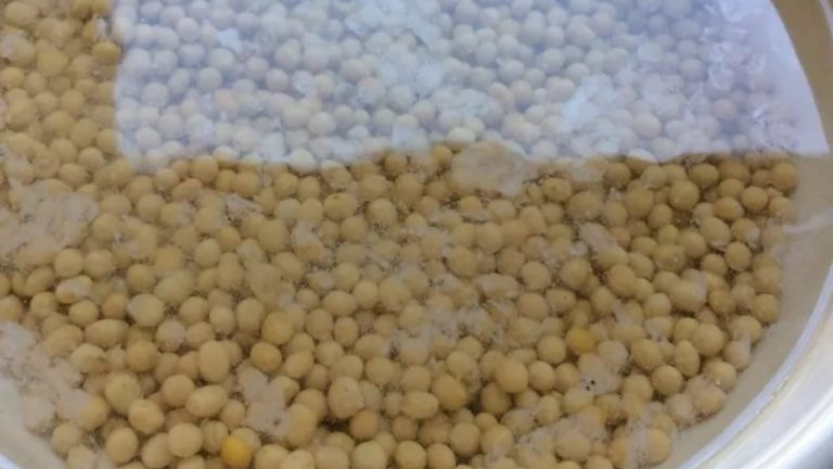 Remoja algunas semillas de soja en un recipiente con agua y los resultados serán sorprendentes