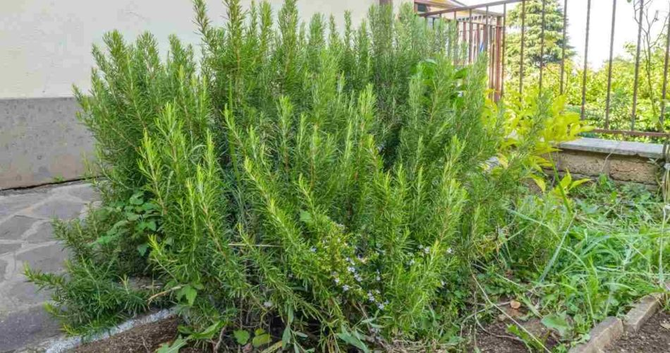 Romero, la regla de todo jardinero es tenerlo abundante y frondoso