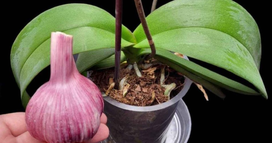 Si se hace así, la orquídea florecerá durante todo un año: también lo recomiendan los viveros.