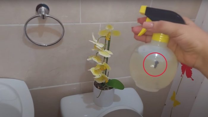 Solo rocía esta mezcla en el baño y eliminarás para siempre el olor a orina