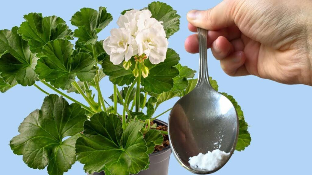 Solo se necesita una cucharada de cualquier flor que tengas y verás cómo florece al instante