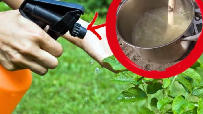 Te explicamos cómo hacer el insecticida más efectivo para nuestras plantas