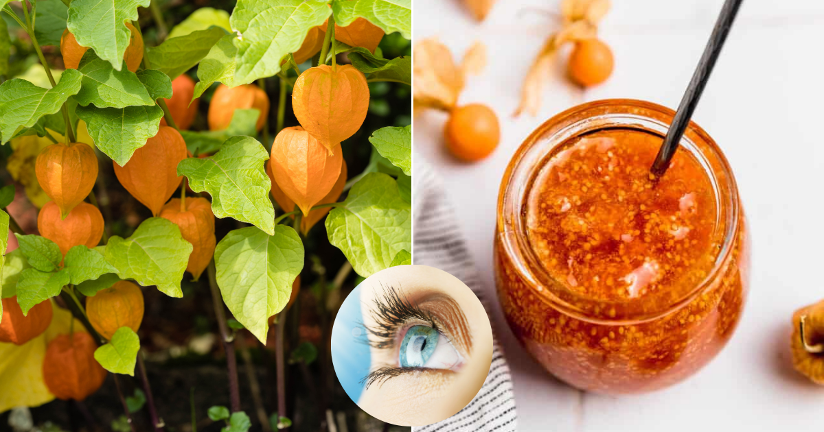 Todo lo que debes saber sobre Canapum Physalis: una adición rica en nutrientes para tu jardín, cocina y bienestar