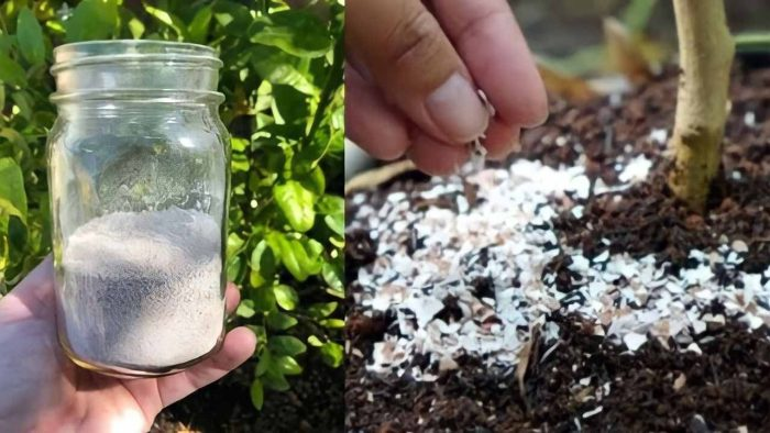 Una bomba natural para las plantas, solo hay que verterla en la tierra para devolverles la vida