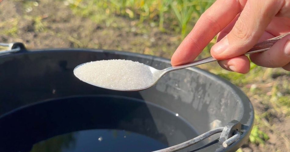 Vierte este cubo de agua en el suelo si deseas una cosecha rica y abundante