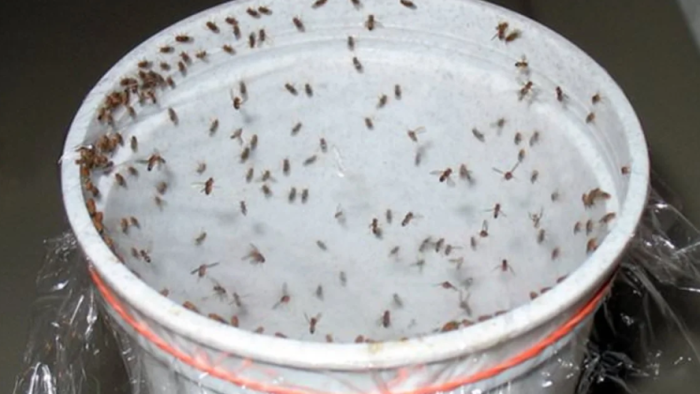 ¡Mata todas las cucarachas, moscas y mosquitos en 1 hora con esta potente mezcla!