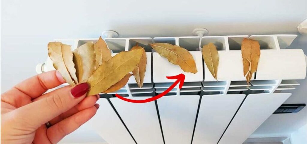 ¿Por qué poner hojas de laurel en el radiador? El consejo para ahorrar este invierno