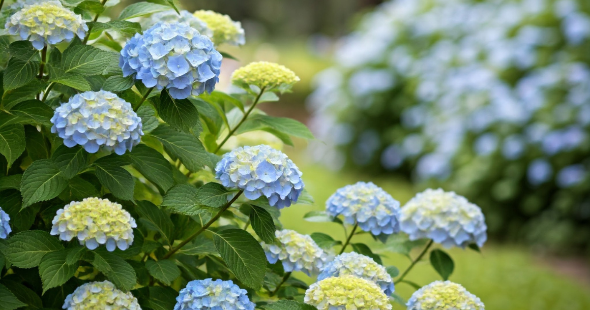 ¿Quieres hortensias más llenas? Aquí está el truco del jardinero que necesitas para flores exuberantes año tras año