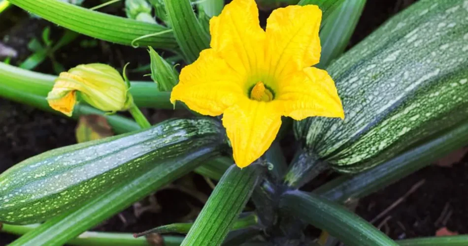 2 errores al regar los calabacines que arruinan la cosecha