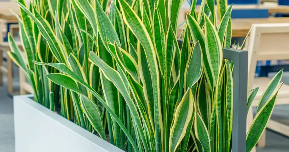 5 motivos por los que deberías tener una Sansevieria en casa