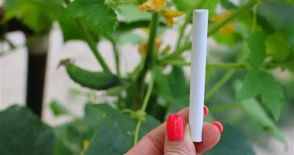 Agrega esto al pepino una vez al mes y en una semana, el rendimiento total se duplicará.