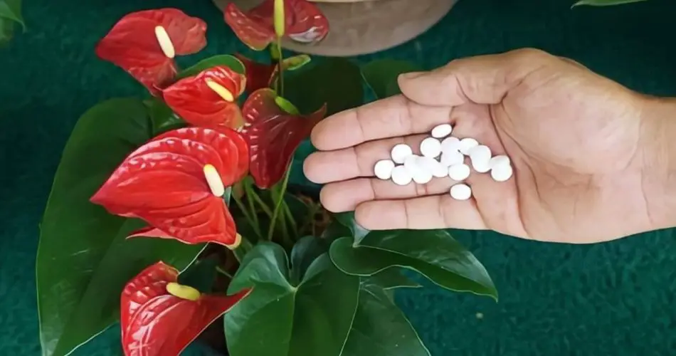 Aquí está el secreto para tener un anthurium sano y próspero durante muchos años