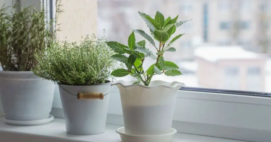 Cosas simples que deberías hacer por tus plantas