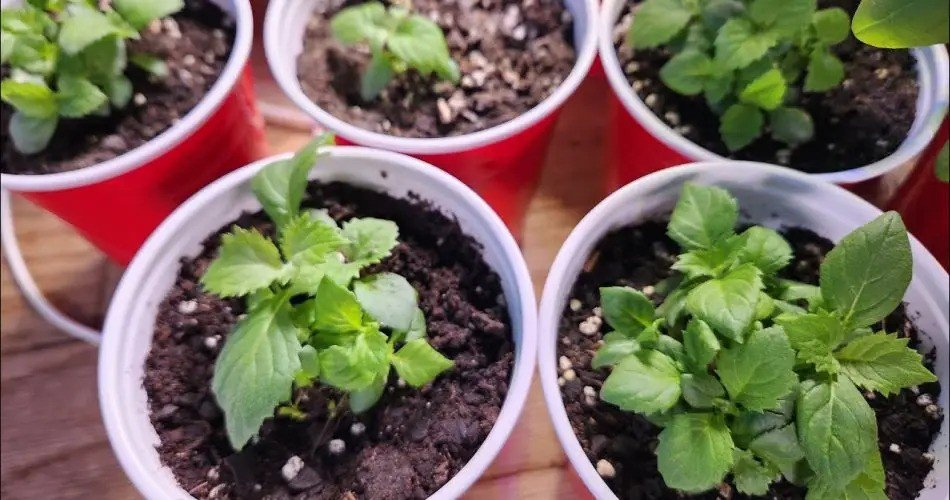 Guía rápida y sencilla para germinar y cultivar hortensias de hoja de roble en solo 2 semanas