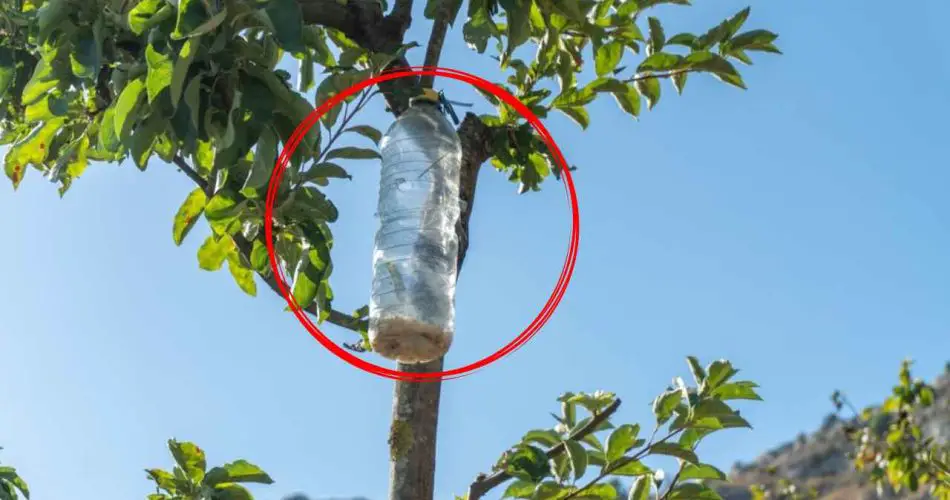 La razón inesperada para colgar botellas de plástico en los árboles