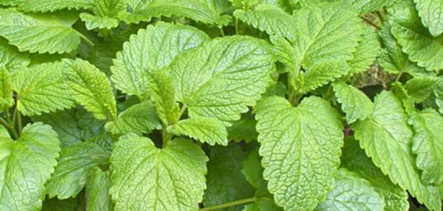 La verbena es una planta versátil con muchos beneficios