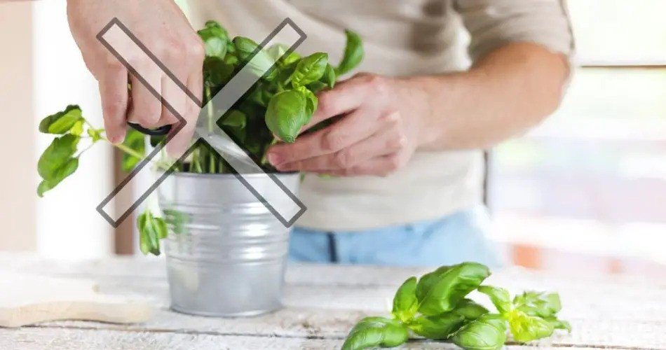 No cometas este error al cosechar albahaca: se seca en 7 días