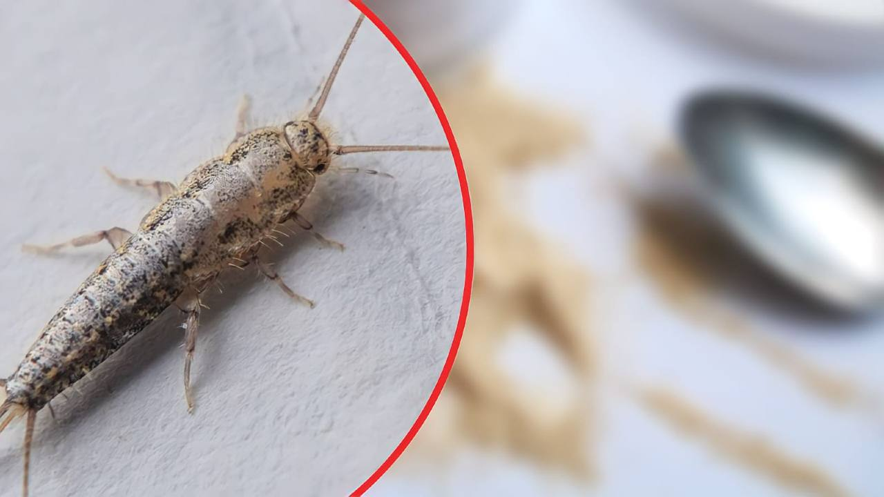 Peces de plata en casa, el bicarbonato no funciona: cómo eliminarlos