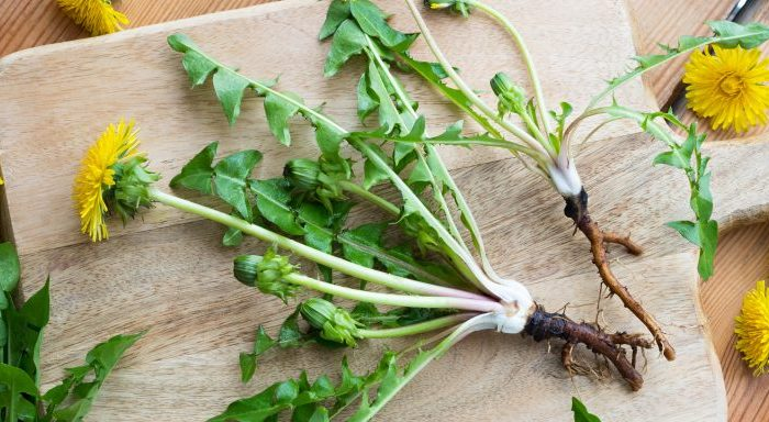 Raíces de diente de león: beneficios