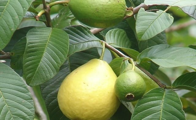Té de hojas de guayaba: beneficios