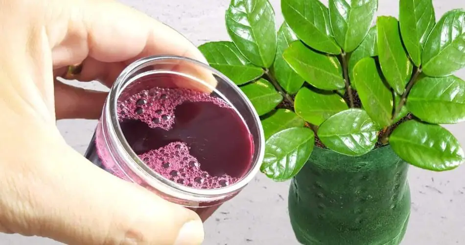 Una sola taza hace estallar las flores en el jardín – incluso los vecinos lo notarán