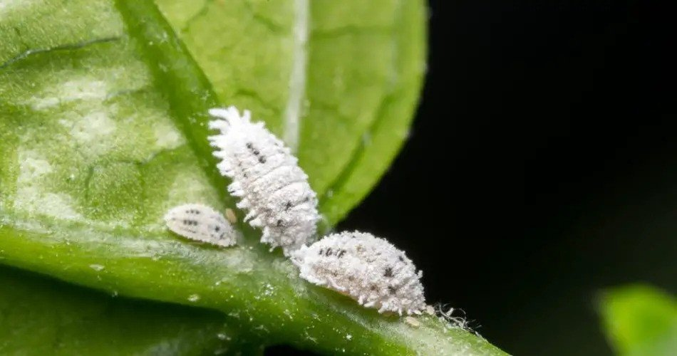 3 métodos efectivos para combatir las cochinillas en las plantas