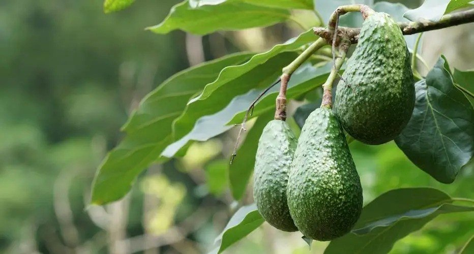 Cómo cultivar un aguacate en cualquier parte del mundo