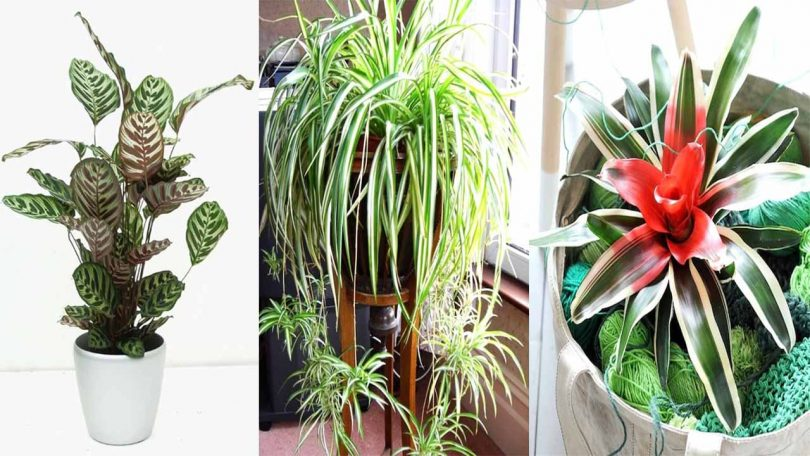 10 Hermosas plantas que no necesitan sol para crecer