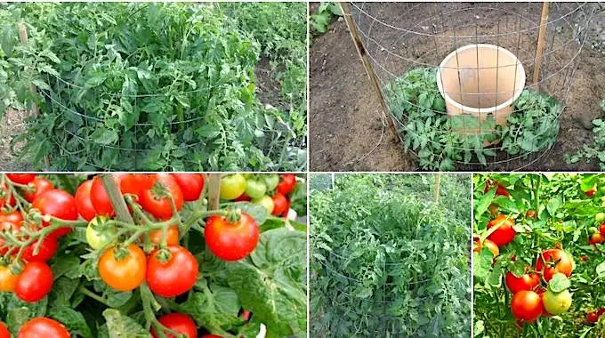 10 Pasos Sencillos Para Obtener Entre 15 y 30 Kilos Por Planta de Tomate.