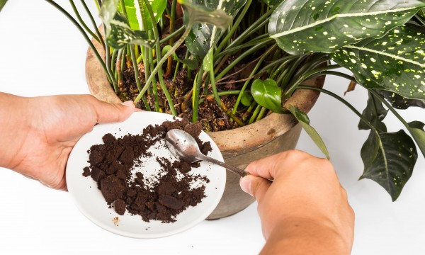 10 secretos para la jardinería: solo algunas personas conocen estos secretos