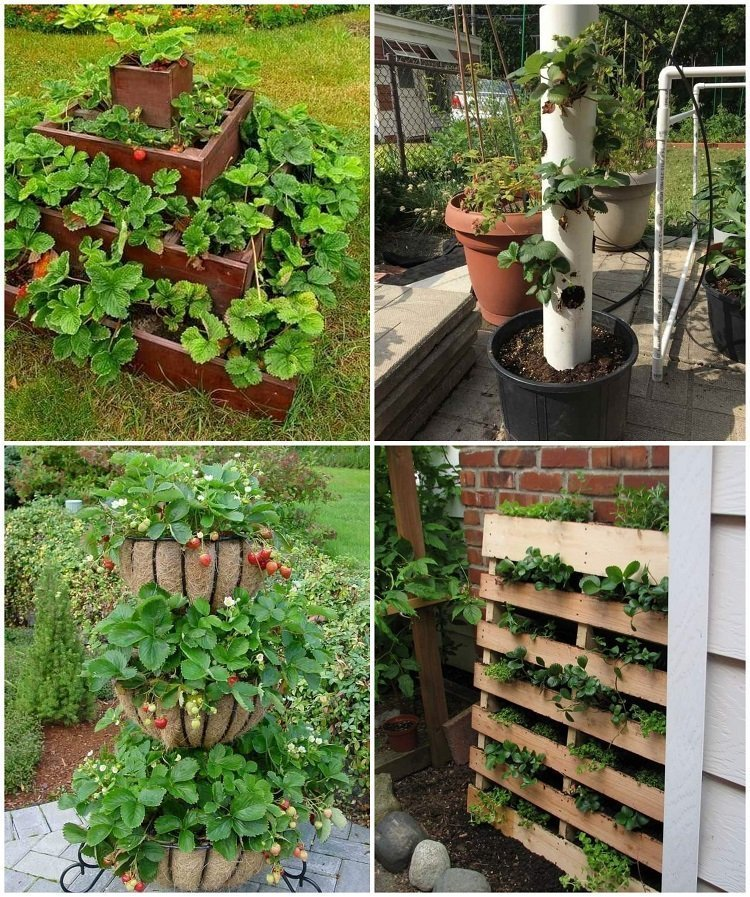 11 buenas maneras de cultivar fresas en casa