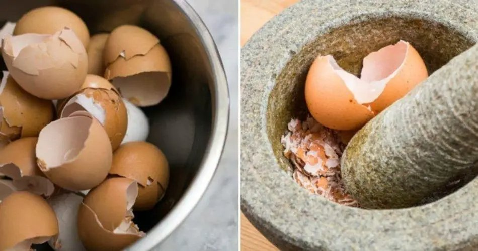 11 formas ingeniosas de usar las bandejas de huevos en casa y el jardín