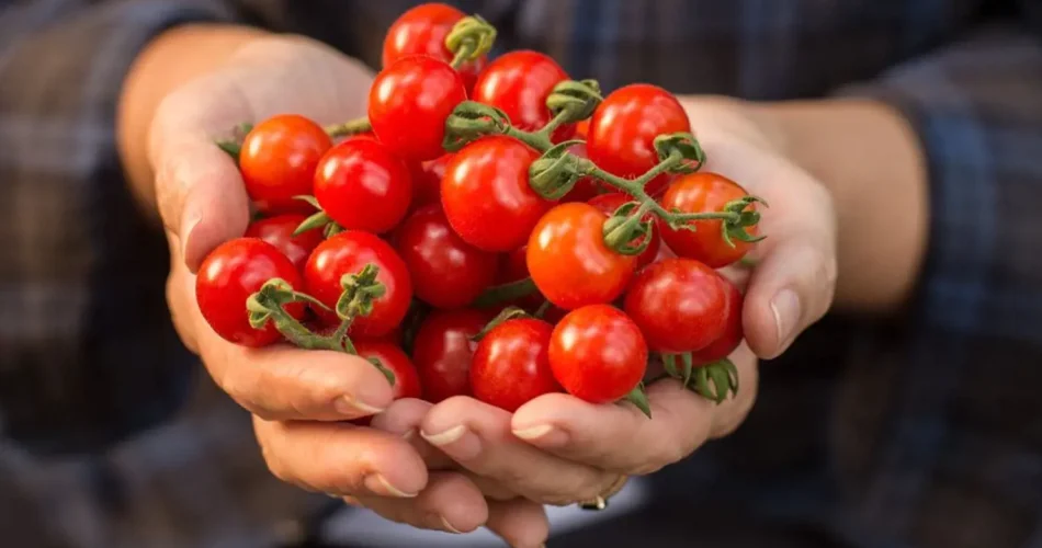 15 enfermedades comunes del tomate: todas tienen solución, pero debes descubrirlas a tiempo