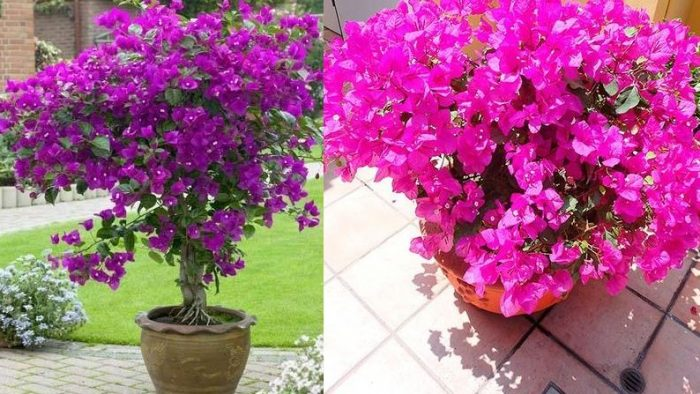 15 plantas que crecen en tu jardín sin agua (o casi)