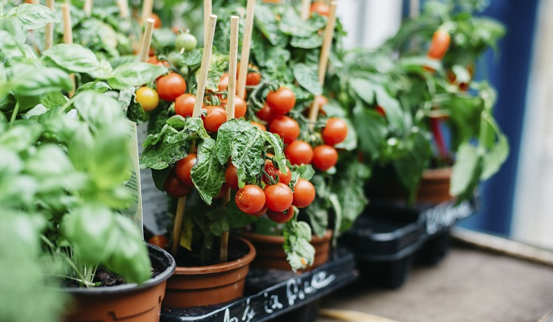 15 verduras perfectas para cultivar en macetas