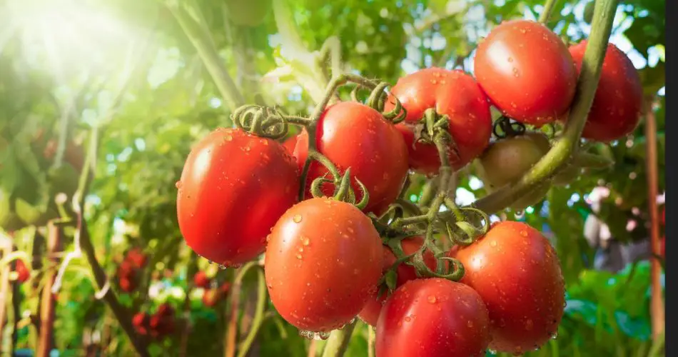 20 errores que pueden arruinar su cosecha de tomates
