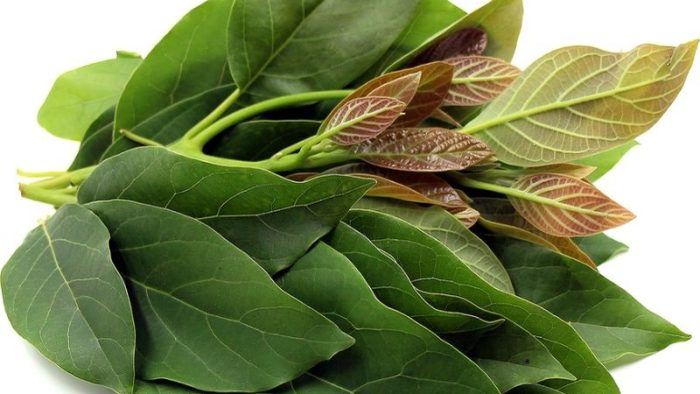 20 ventajas de las hojas de aguacate