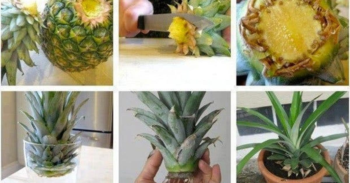 28 formas creativas de reciclar los restos de cocina