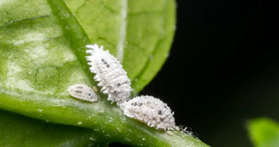 3 métodos efectivos para combatir la cochinilla algodonosa en plantas